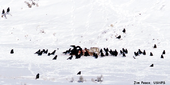 An "Unkindness" of Ravens, Feeding with Wolf. Photo by Jim Peaco.